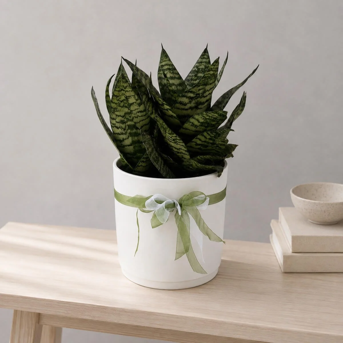 Snake Plant Gift - Mother-in-Law's Tongue