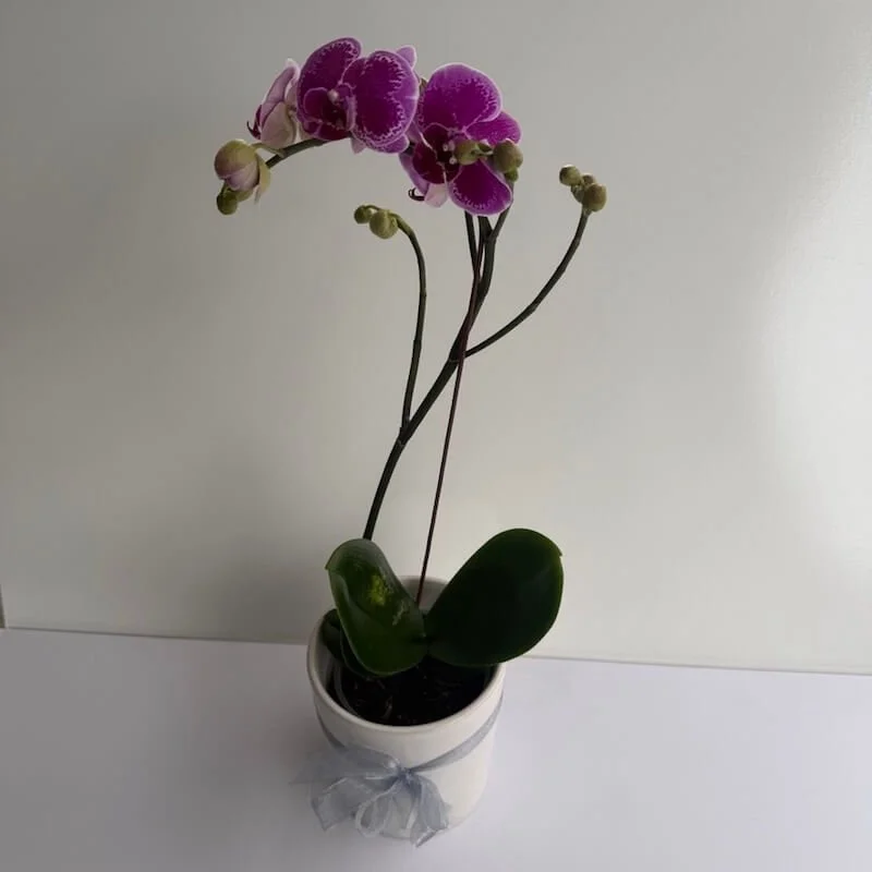 A stunning orchid plant with long lasting flowers in a ceremic pot for delivery on the gold coast.