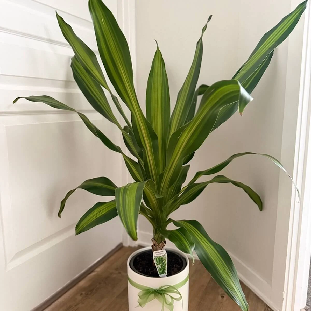 Dracaena House Plant Gift