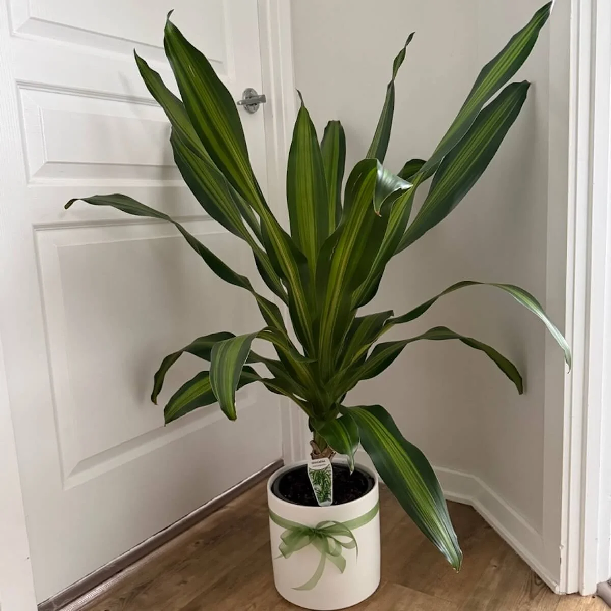 Dracaena house plant in a ceremic planter same-day delivery Gold Coast 7 days.