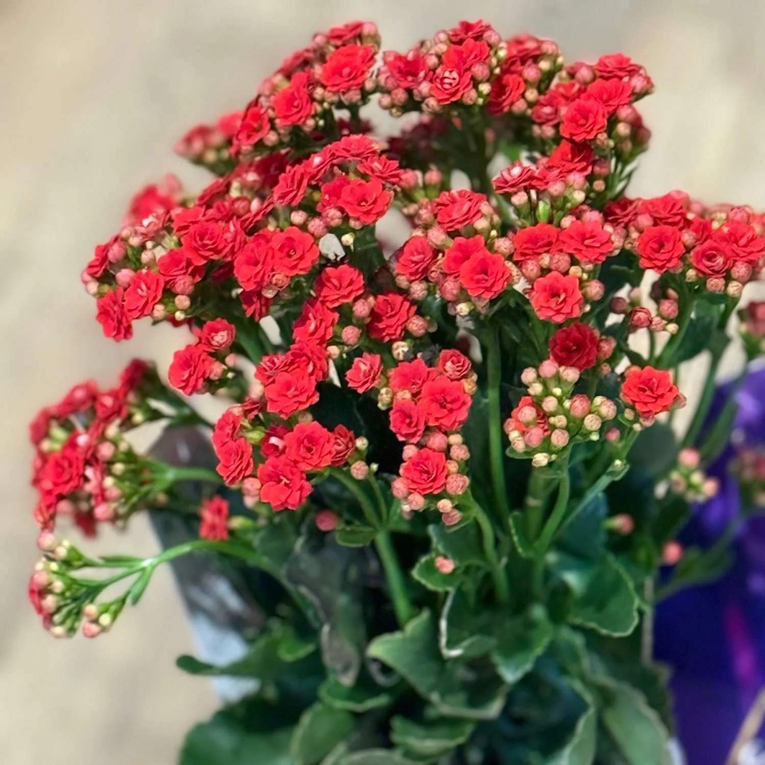 Red flowers on Kalanchoe Plant