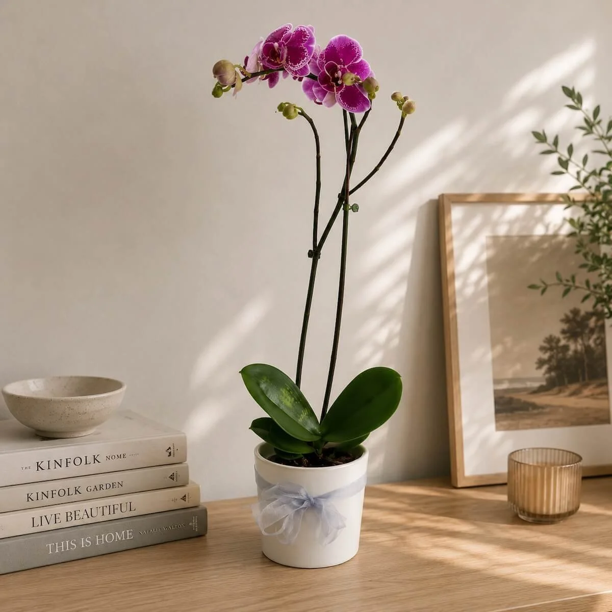 Stunning Orchid in Ceremic Pot