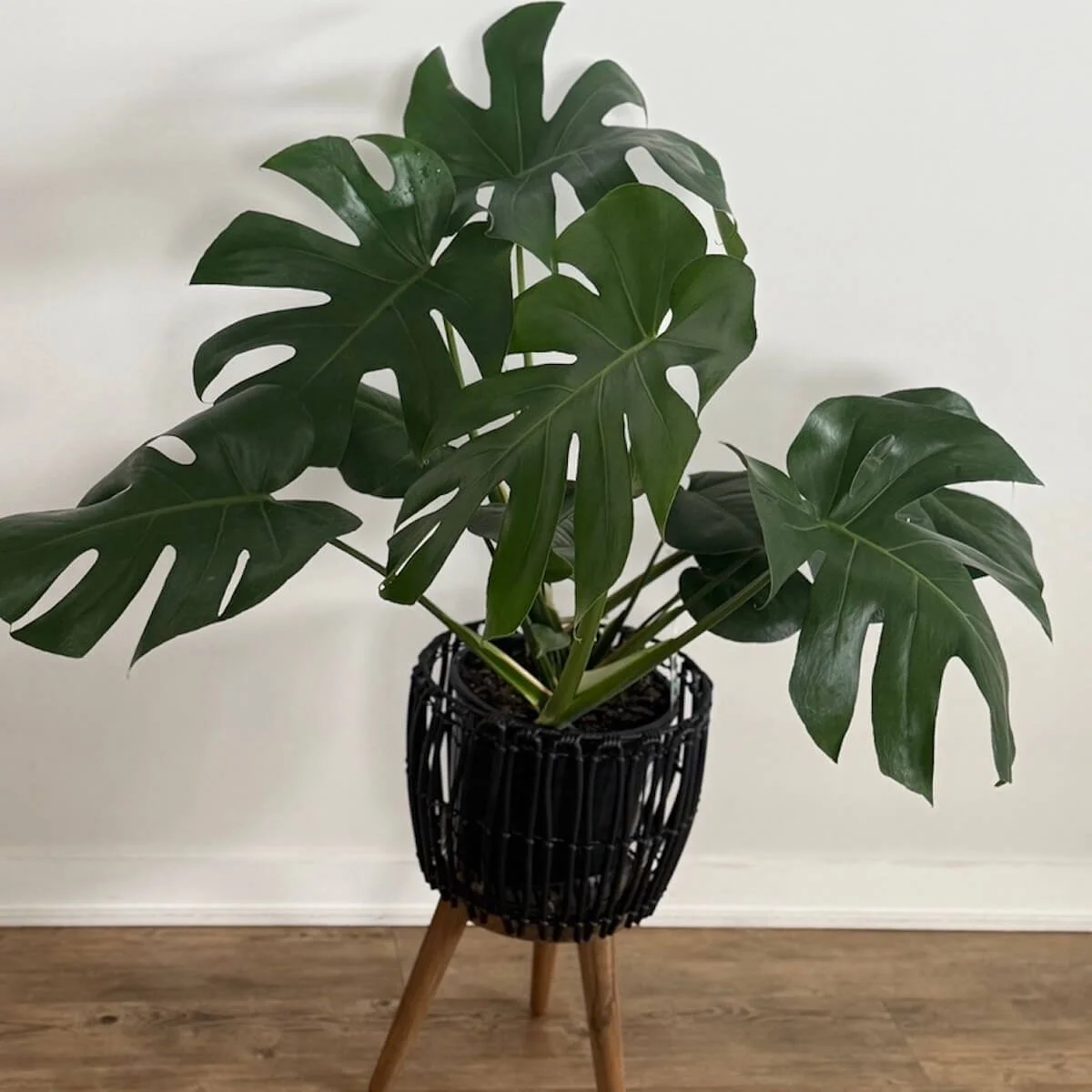 Monstera Plants in a upright plant stand. the stand has legs about 8 inces hight and they scew into a black basket that holds the plant.