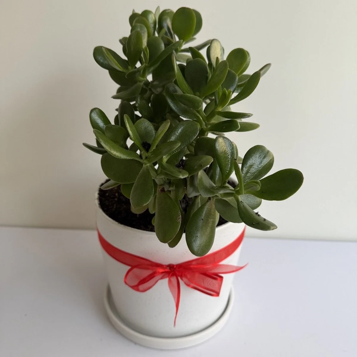 Jade plant gift in a white ceremic pot with a red ribbon around it.