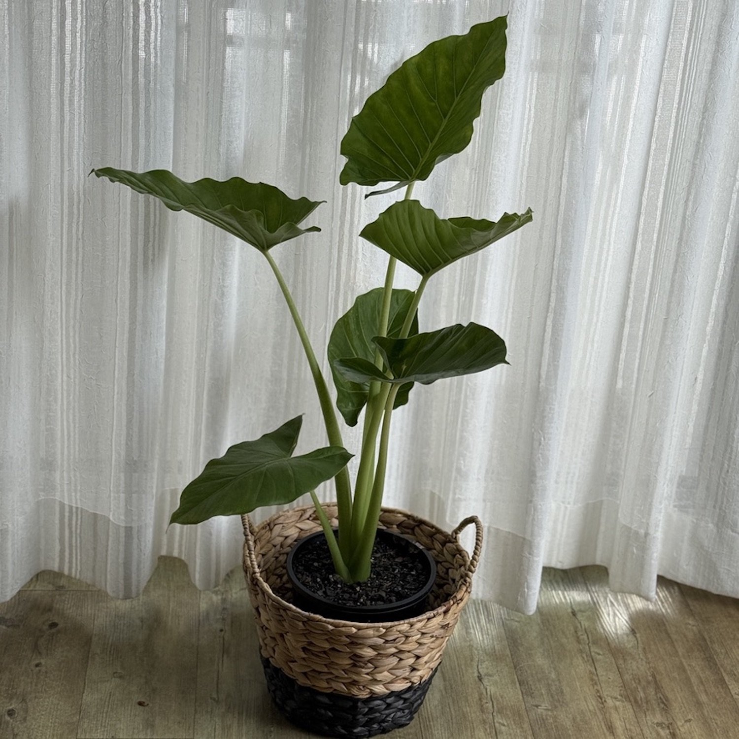 Elephant's Ear Plant