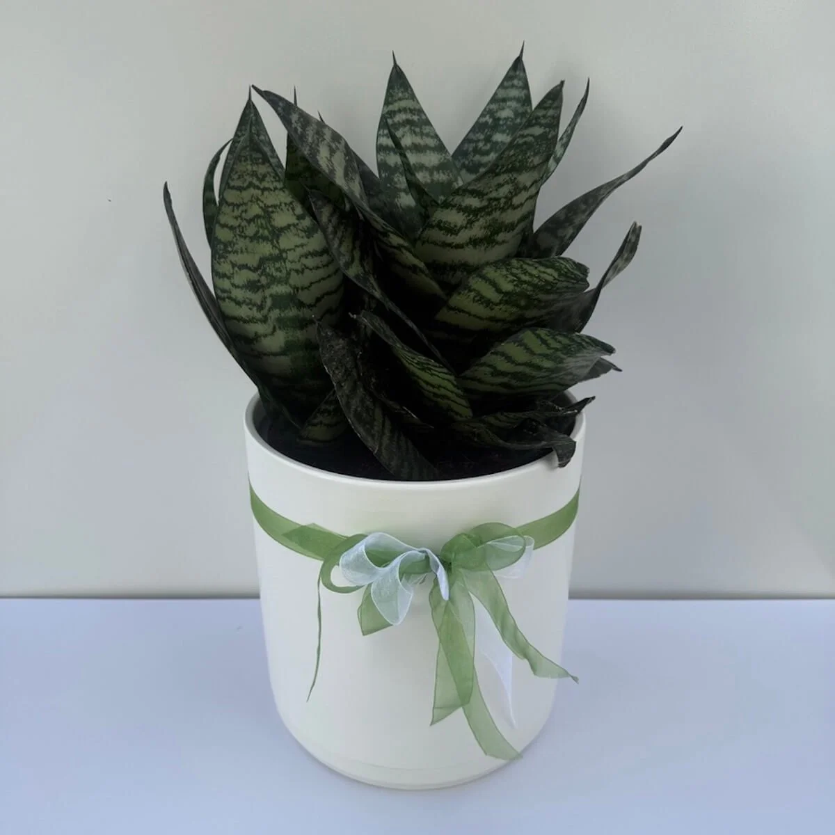 Snake Plant Gift - Mother-in-Law's Tongue