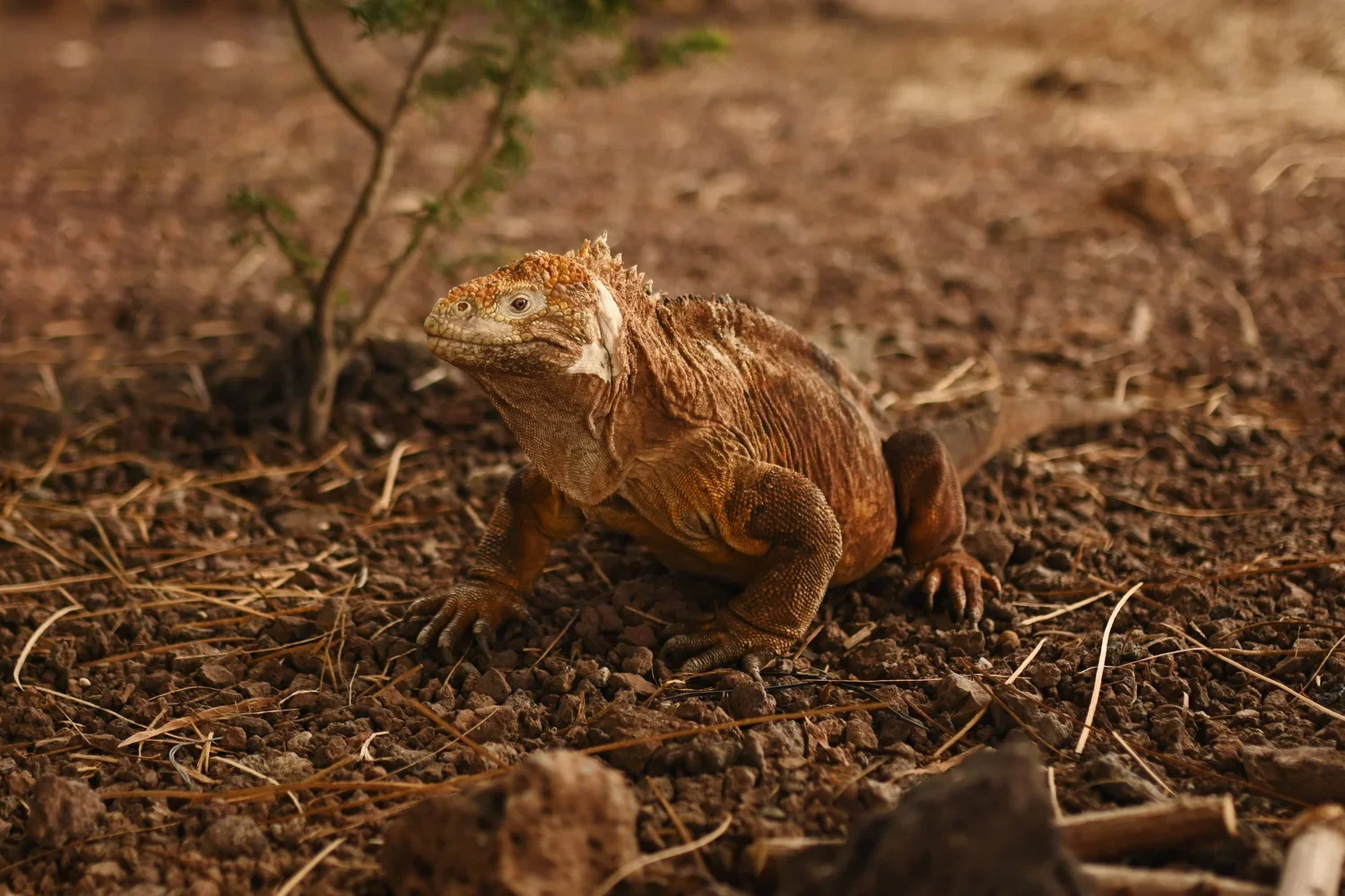 TRAVEL JOURNAL - ECUADOR - ISLAS GALÁPAGOS