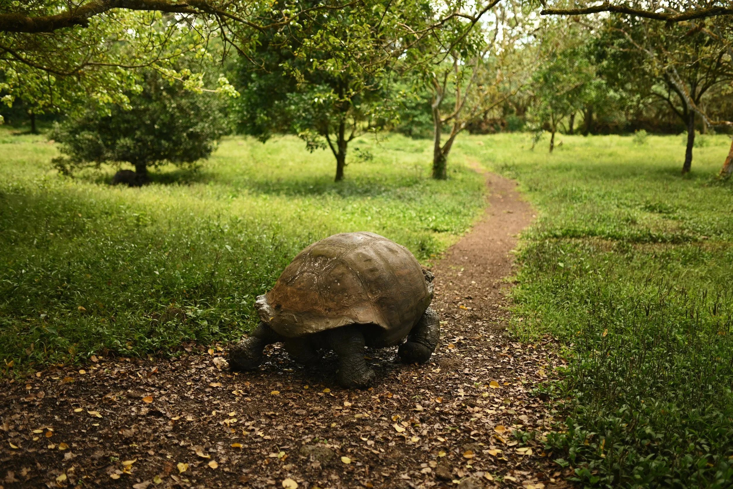 Travel Journal - Ecuador, Islas Galápagos