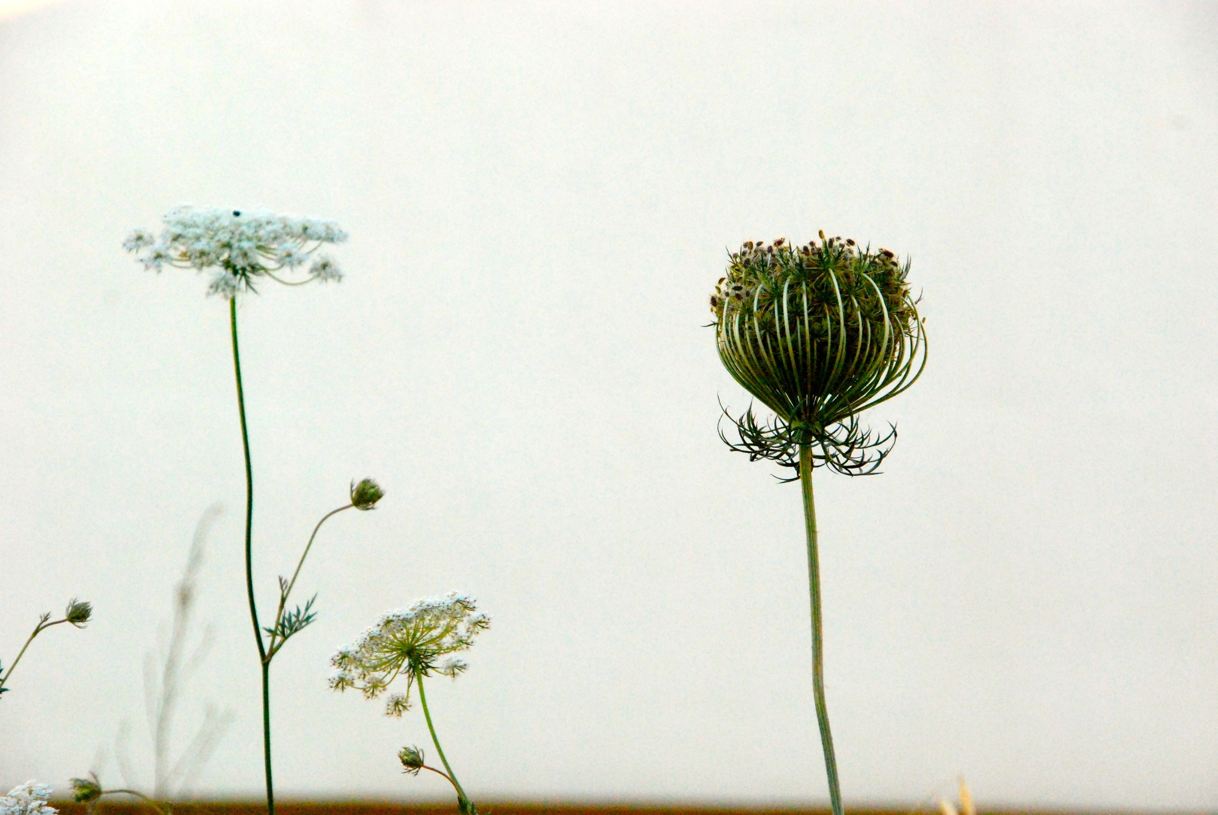 2C14628F-6B10-4DD6-8ED7-38D84A97017E_1_201_a.jpeg