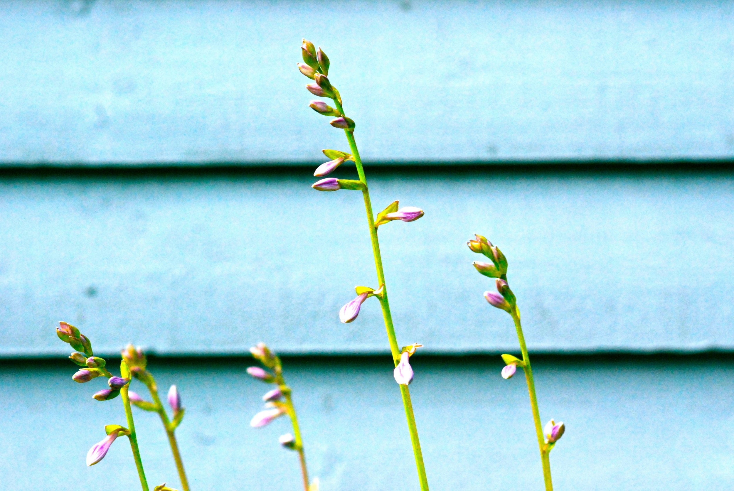 14A94287-8BDE-4E6E-90A2-255D3AA8D1F5_1_201_a.jpeg