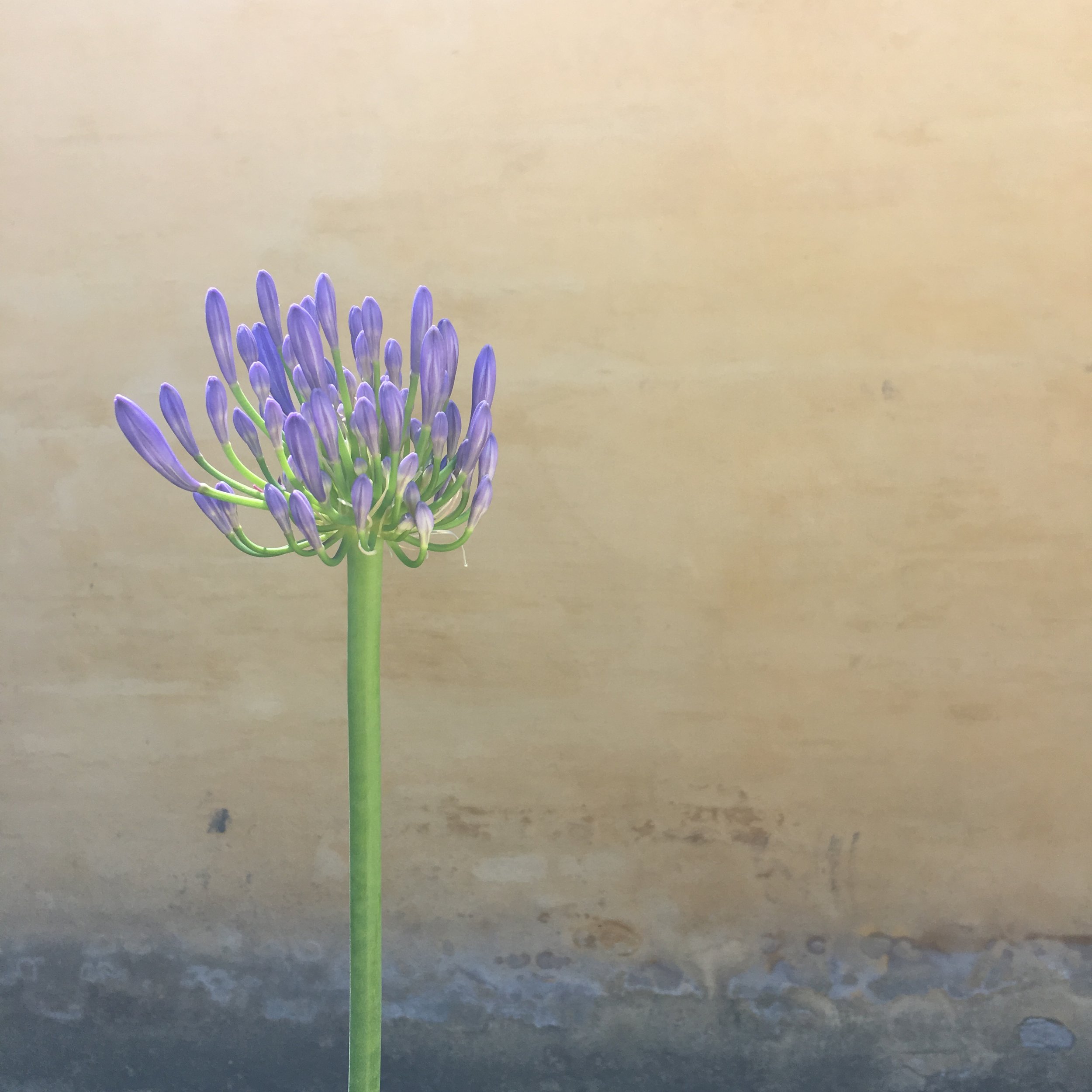 E4C521F4-365F-4796-8C52-1E02B9691800.jpeg