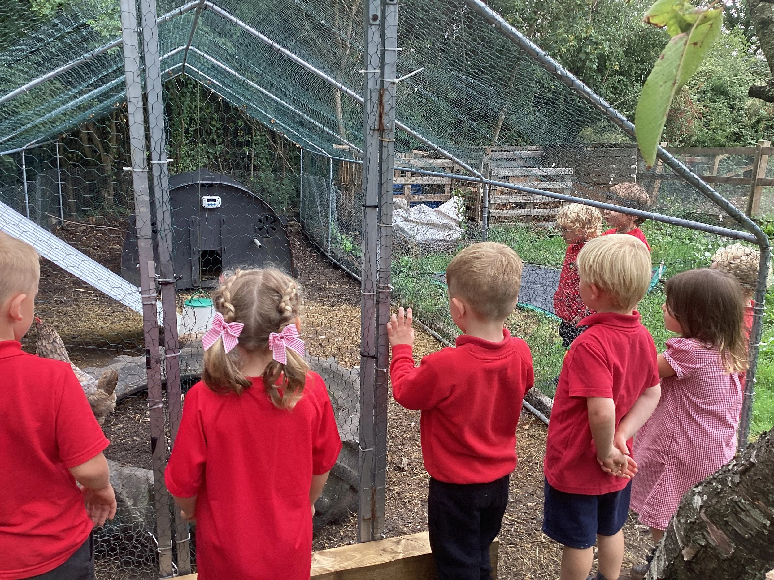 Checking the chickens on the farm 