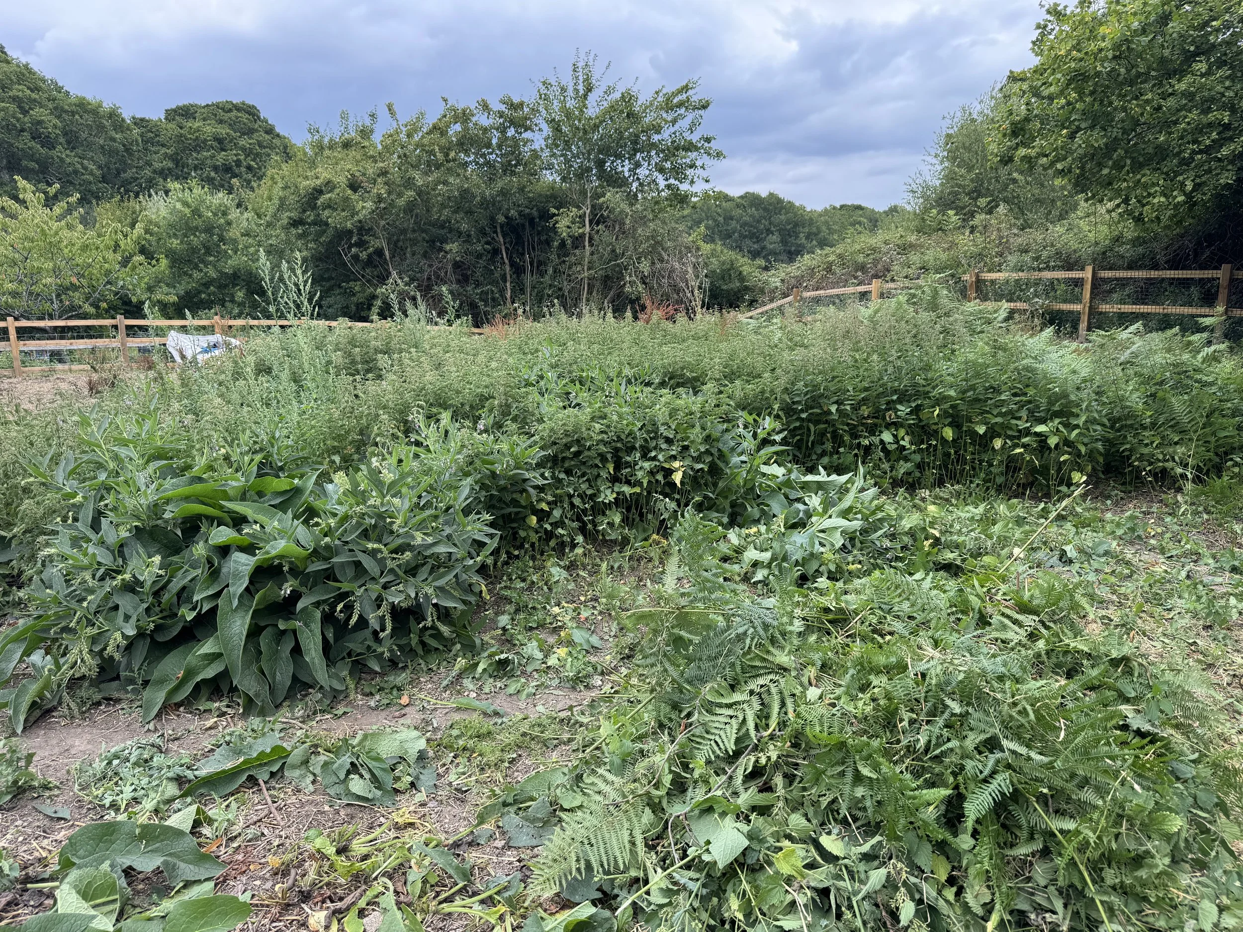 nettles.jpeg
