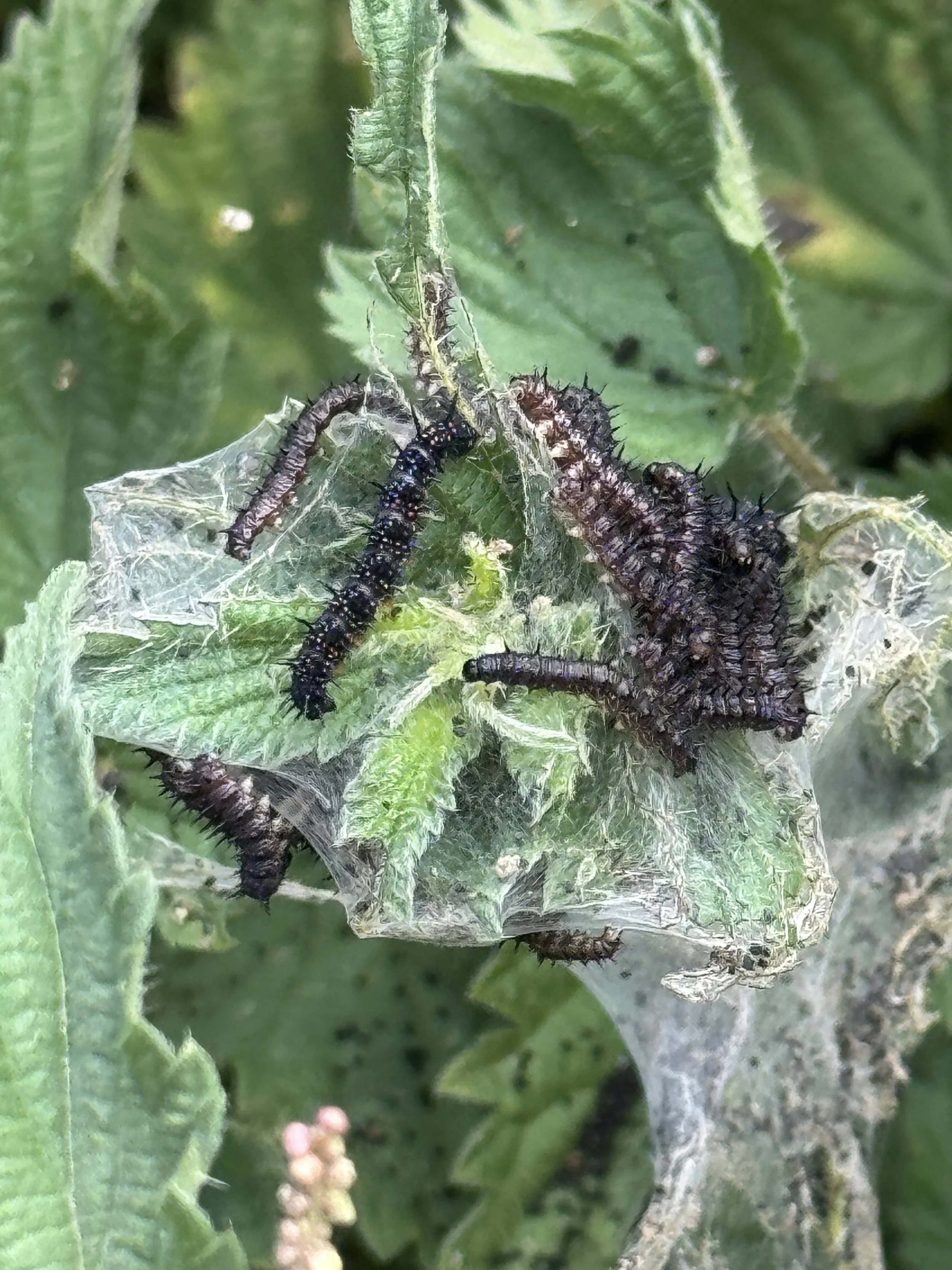 caterpillars.jpeg
