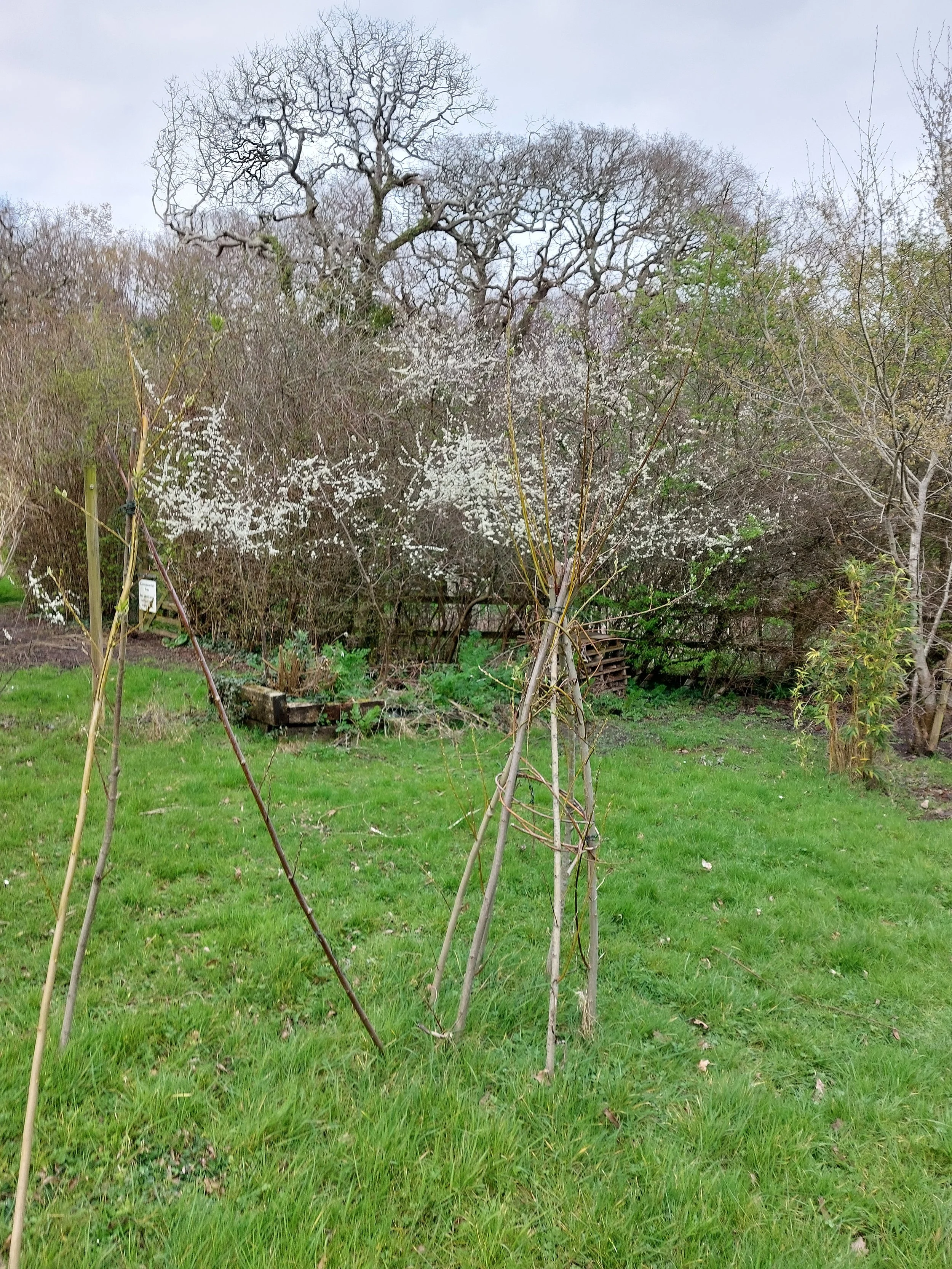 willow structures in the garden area.jpg