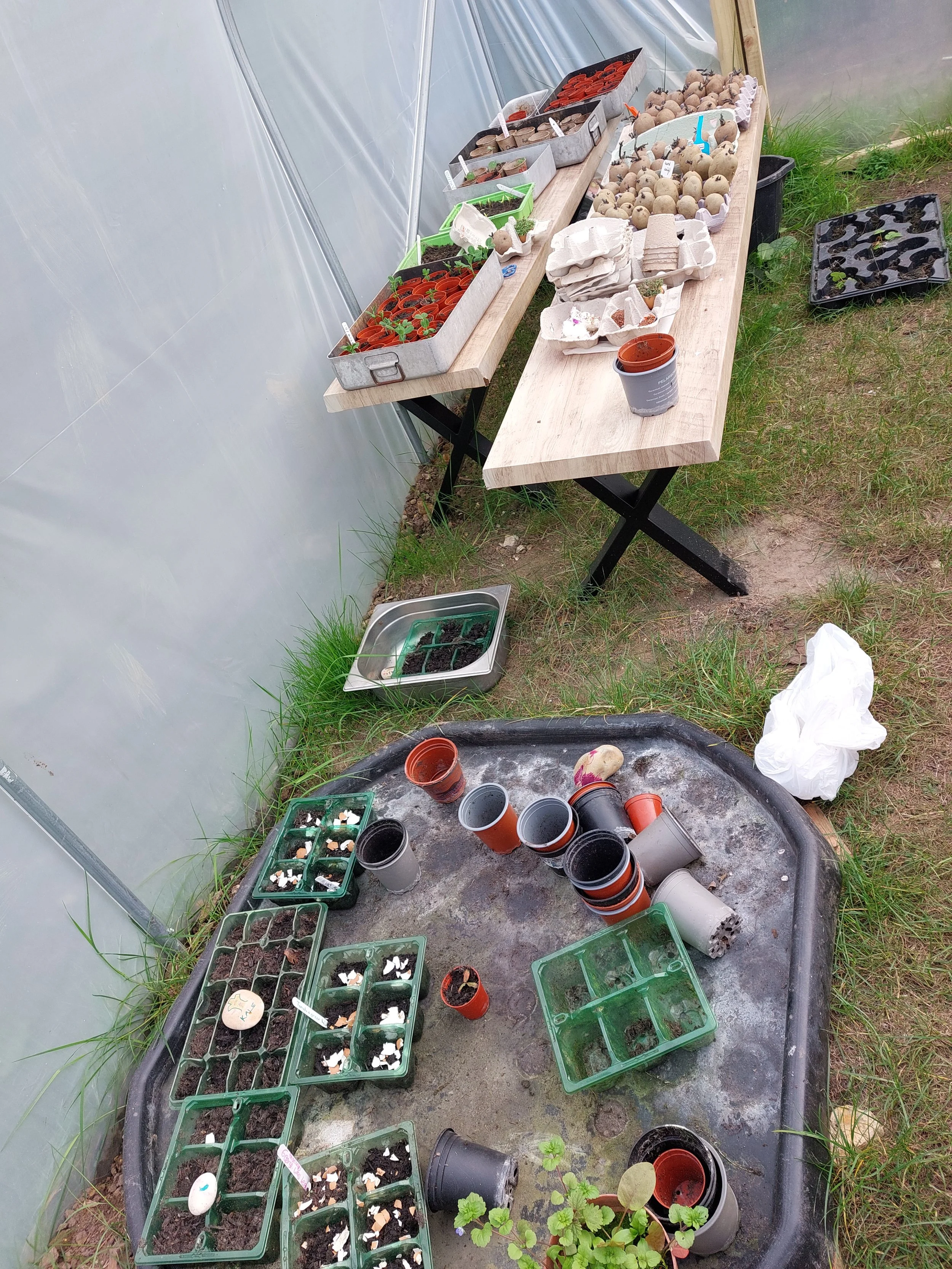 planting prepartion in the polytunnel.jpg