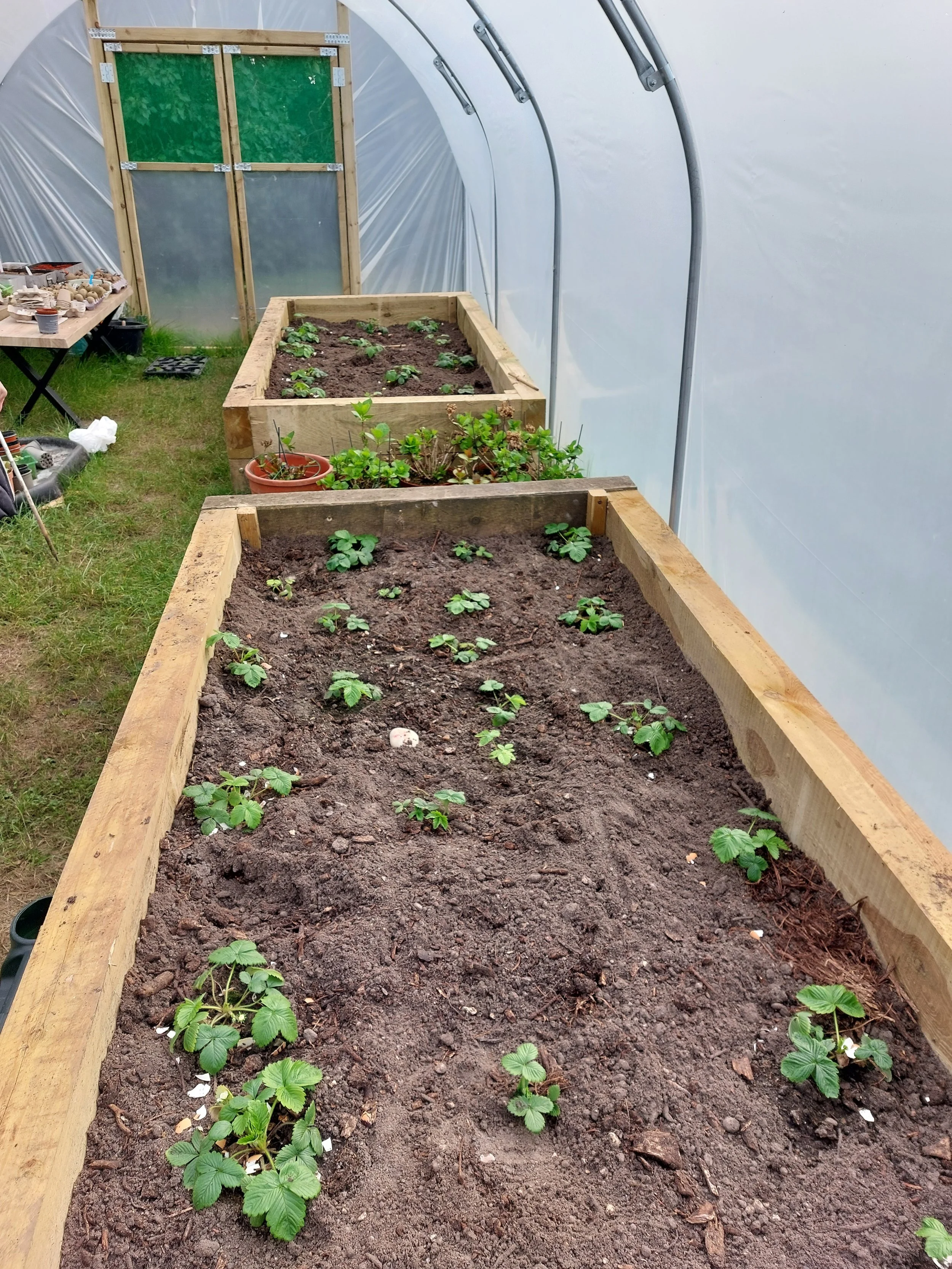planters in the polytunnel.jpg