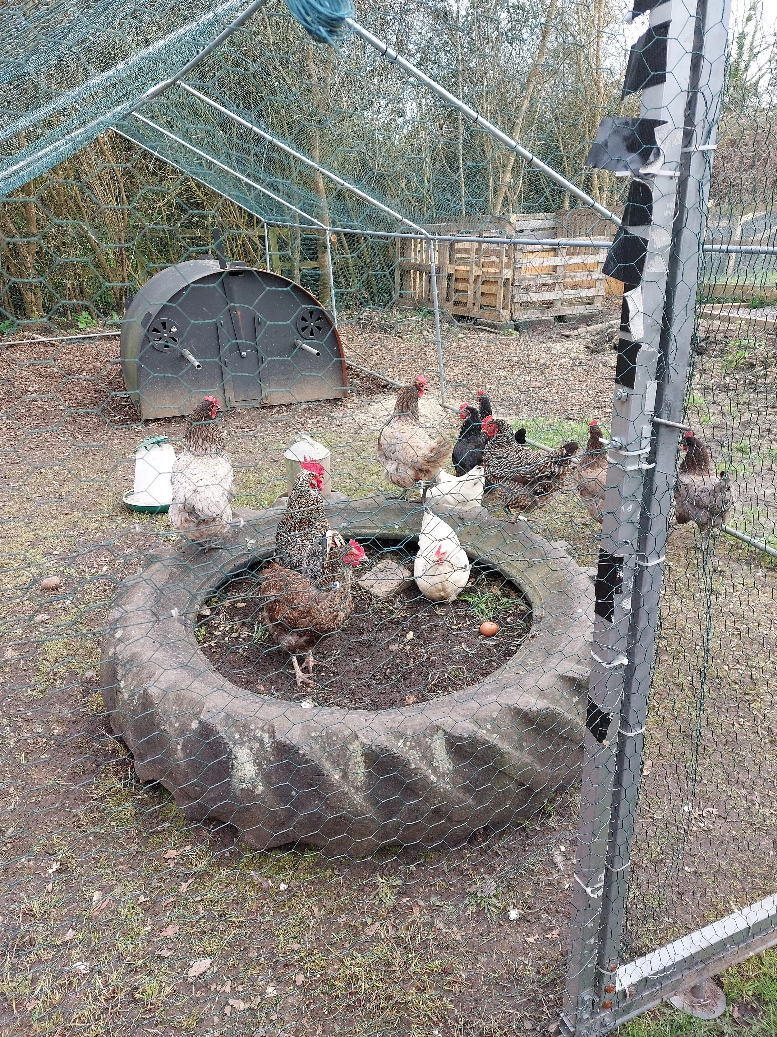 Lenny the cockerel with his ladies.jpg