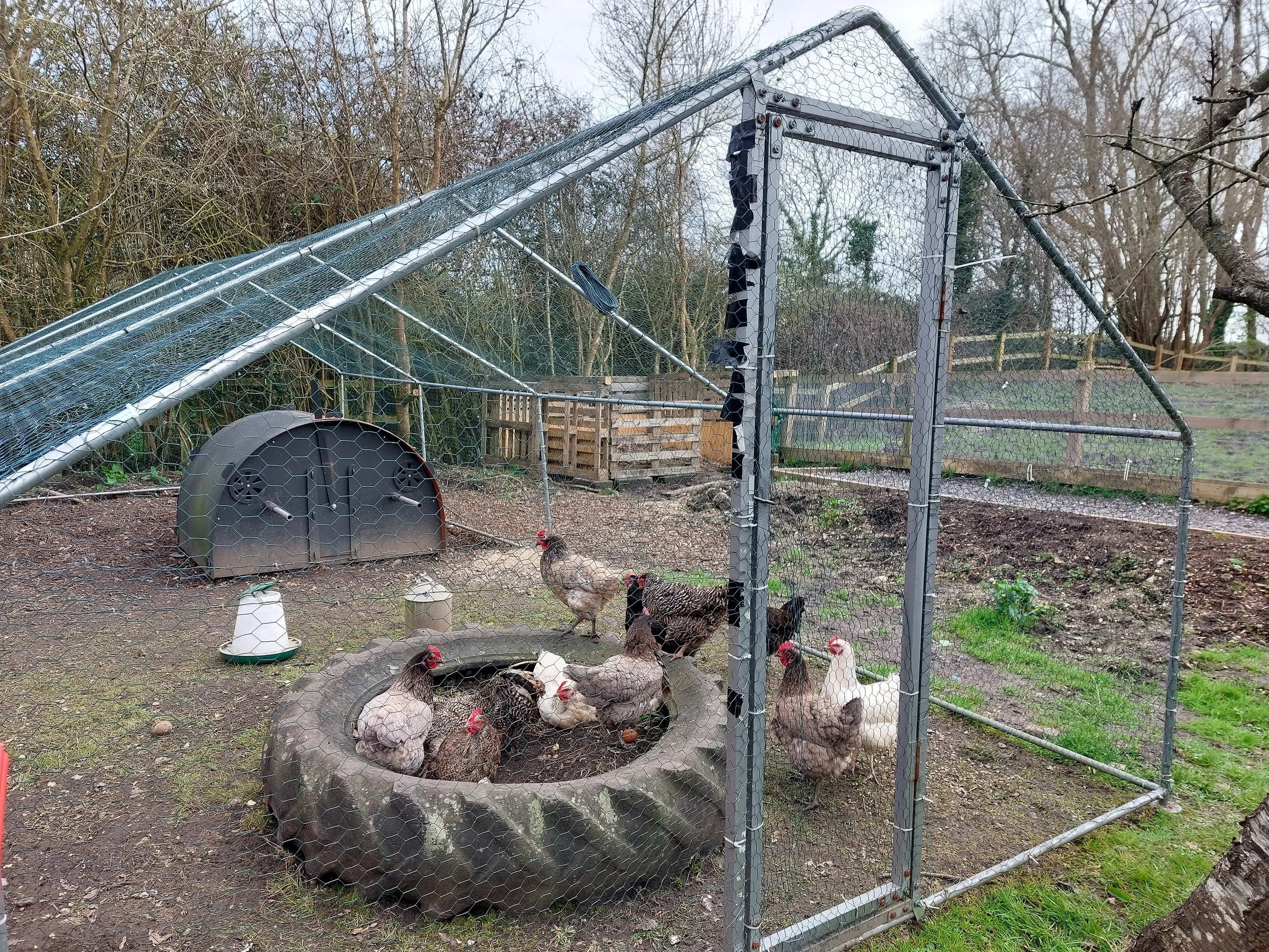 chickens in theri pen.jpg