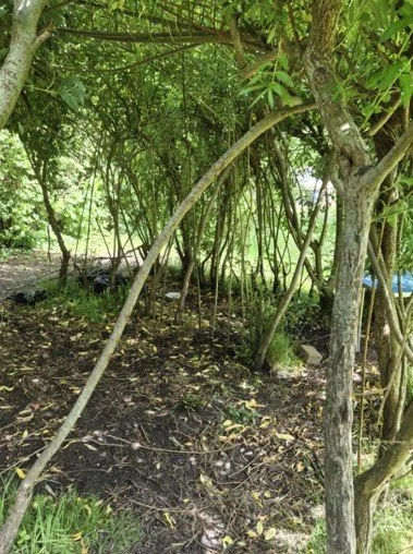 Willow tunnel.jpg