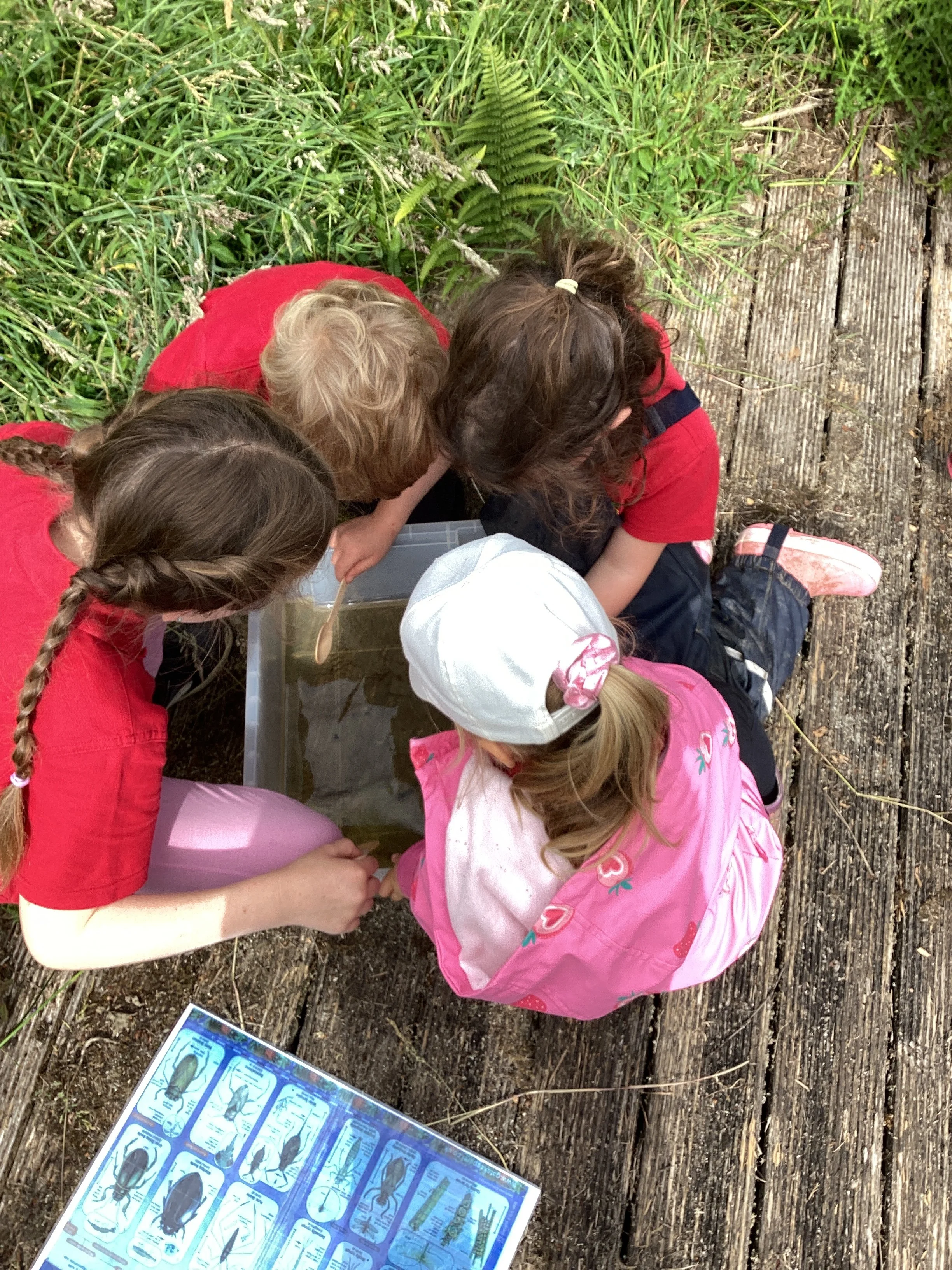 Children looking at bugs
