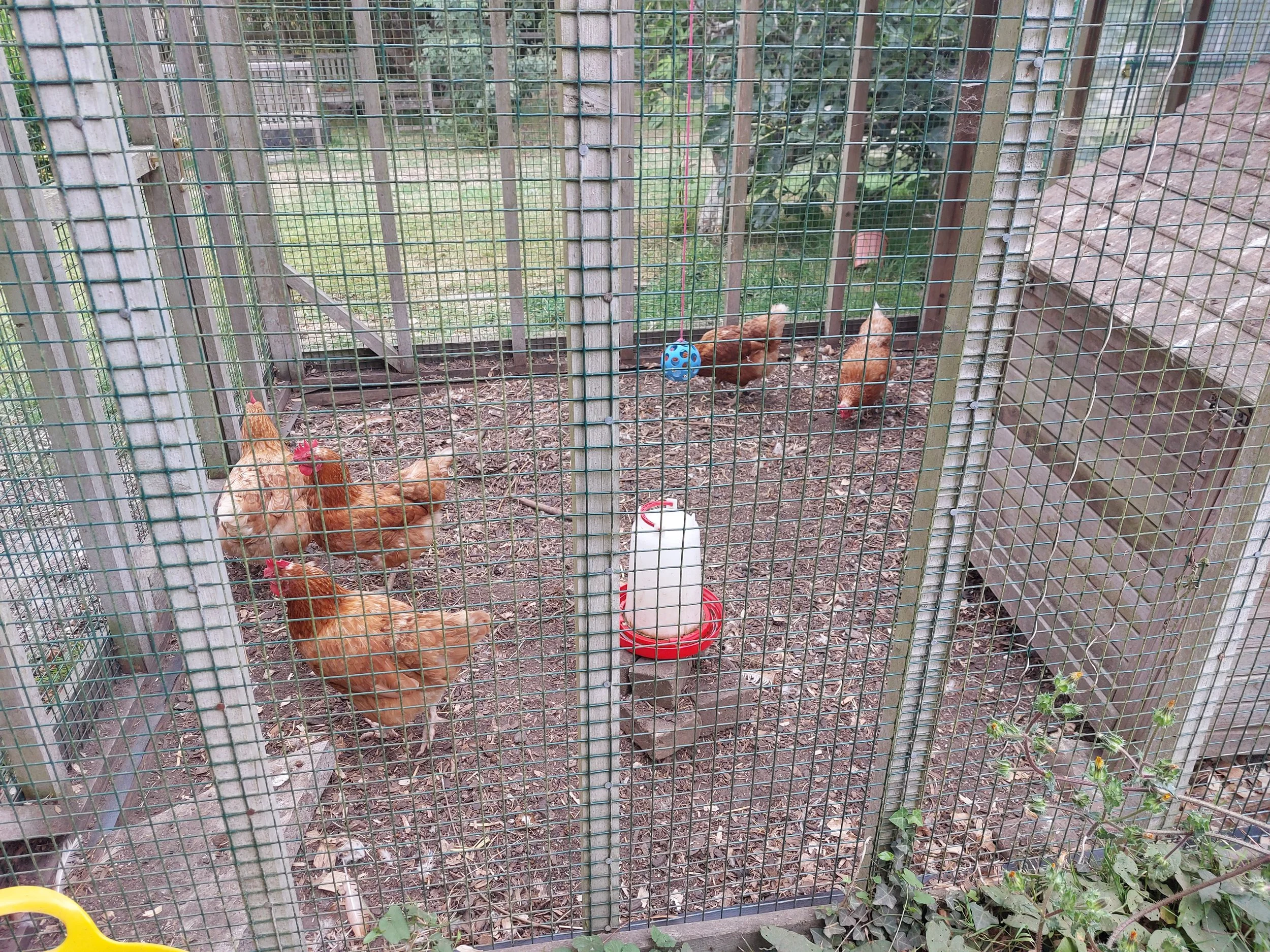 busy happy chickens.jpg