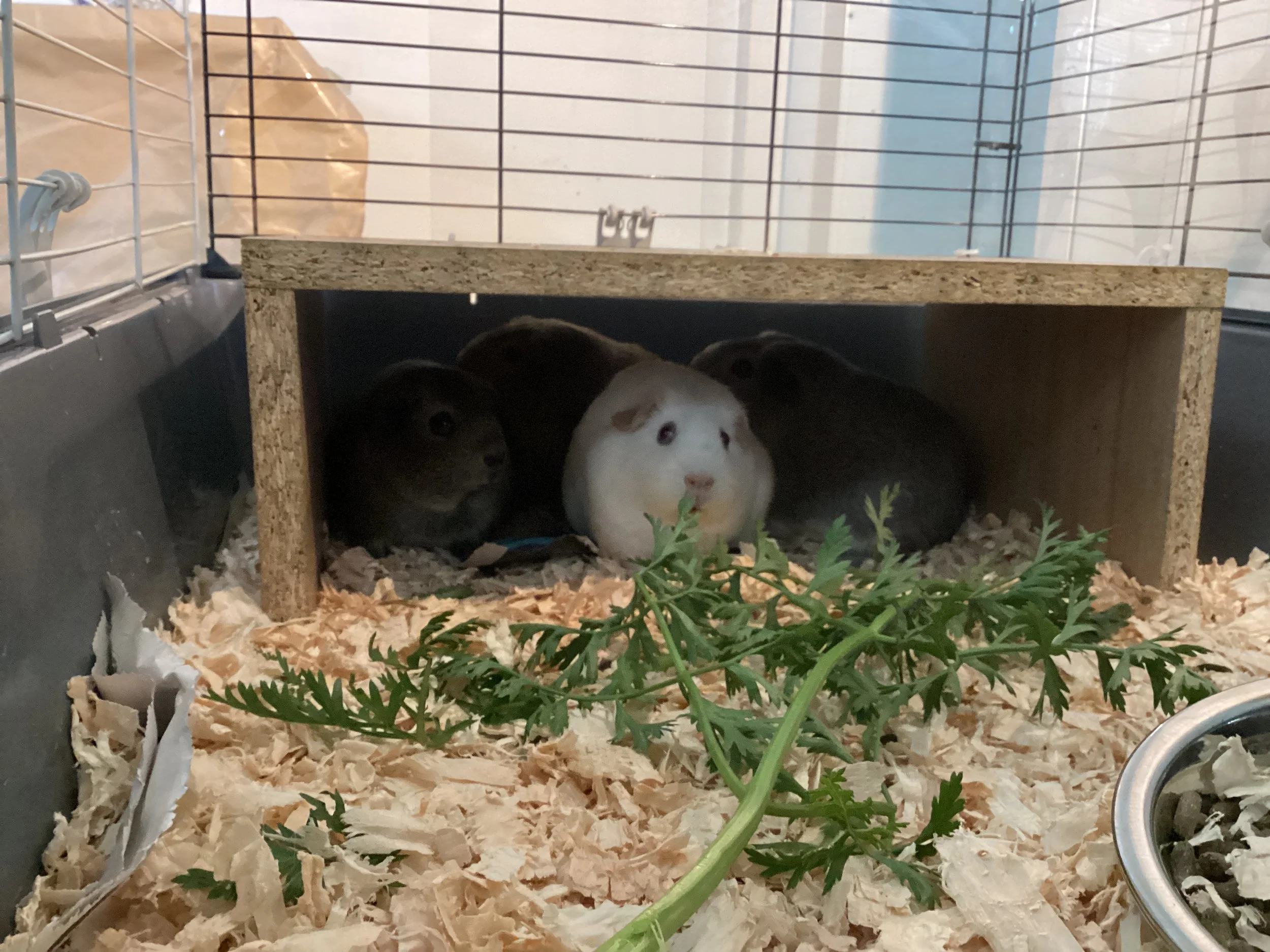 guinea pigs at SBS.JPG