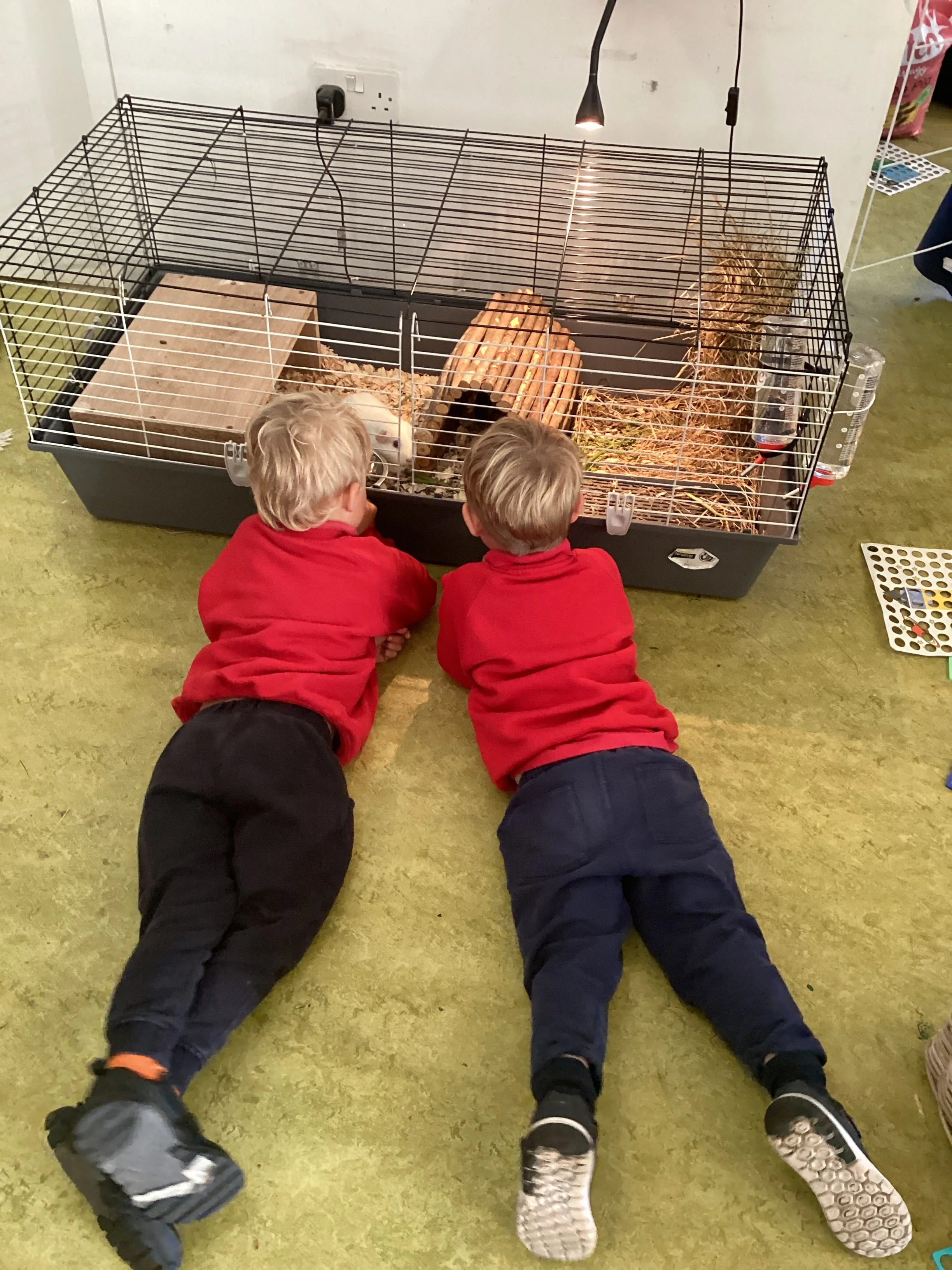Looking after the guinea pigs