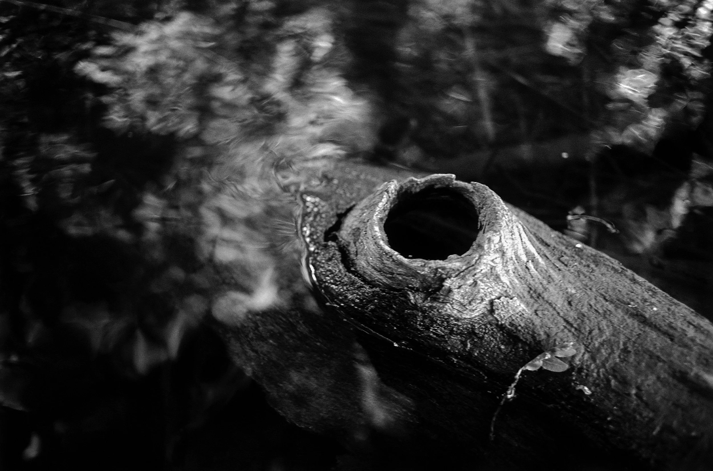 Close-up of a hollow tree log lying in water, with surrounding blurred foliage, in black and white.