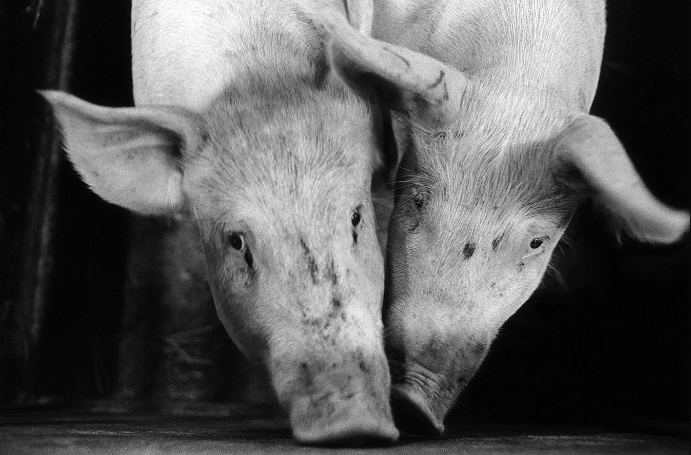 Two piglets resting together on a dark surface.