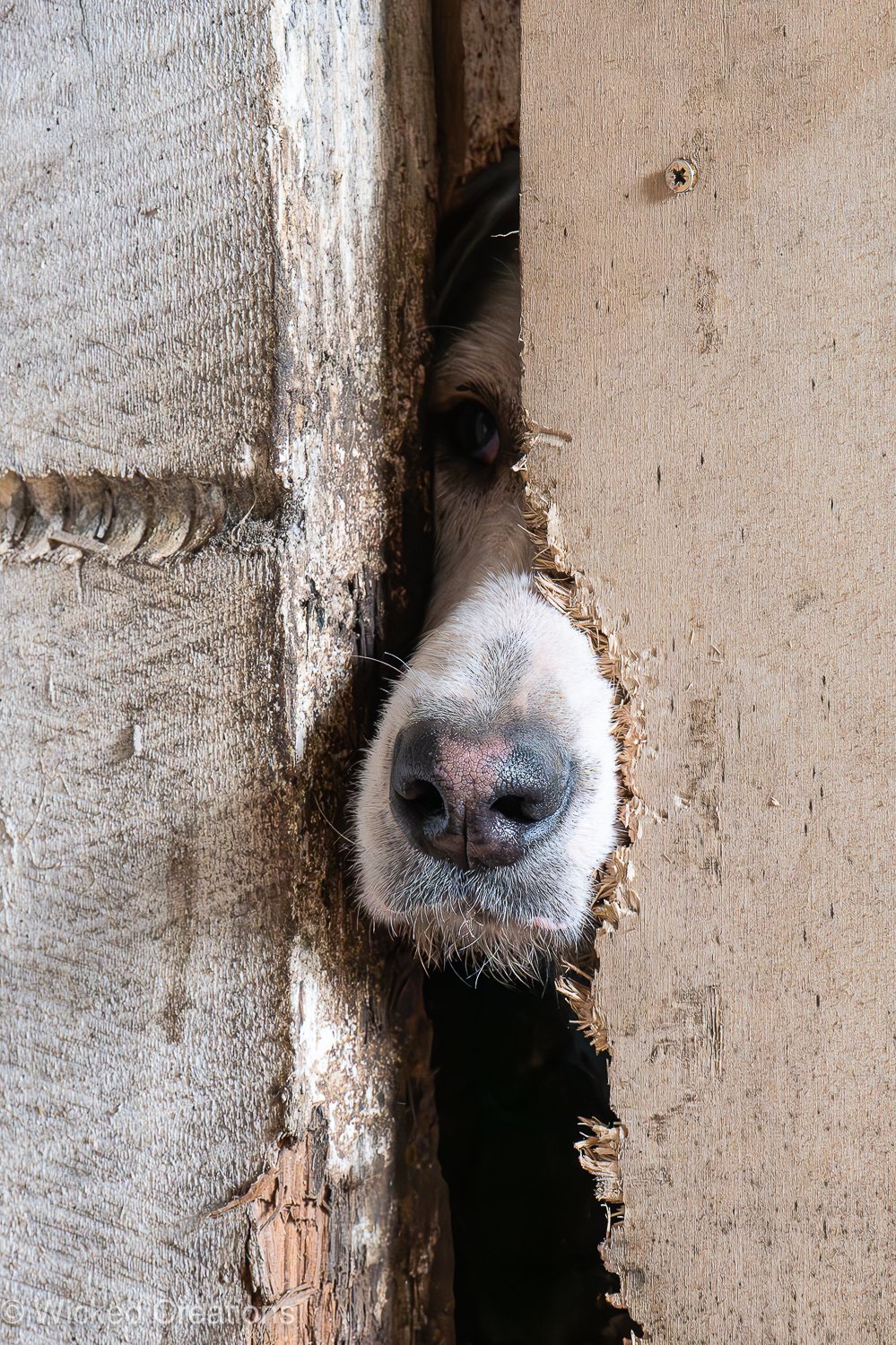 I Can See You