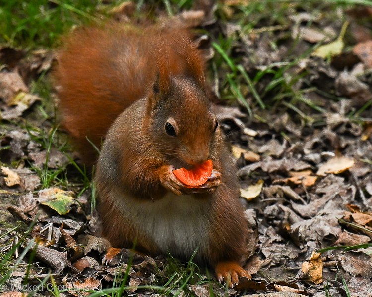 Num Num