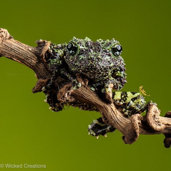 Mrs Moss Frog
