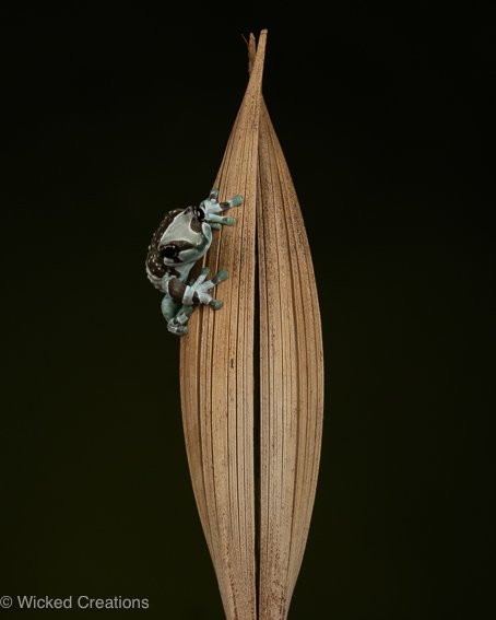 Dried Leaf