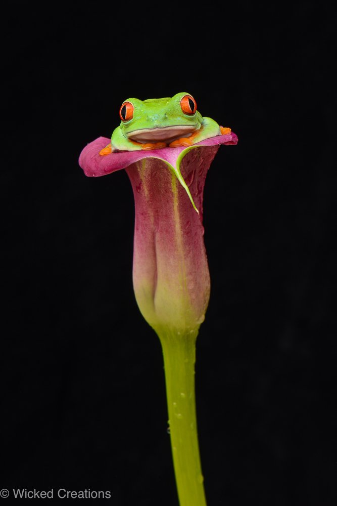 Cana Frog