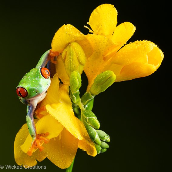 Fuchsia Frog