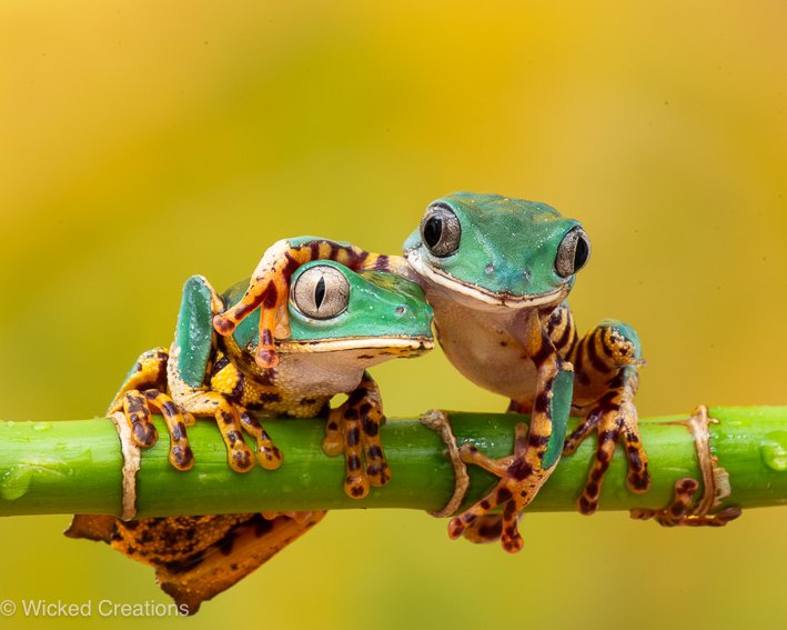 Friends Forever