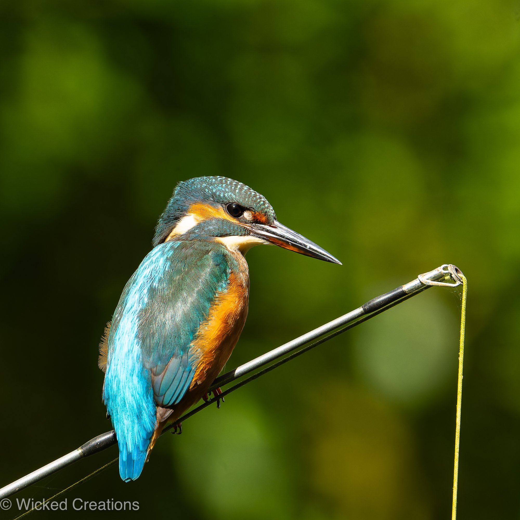 Gone Fishing 2