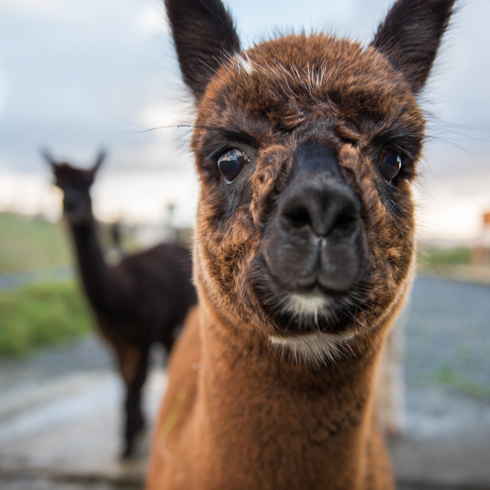 cria2.jpg