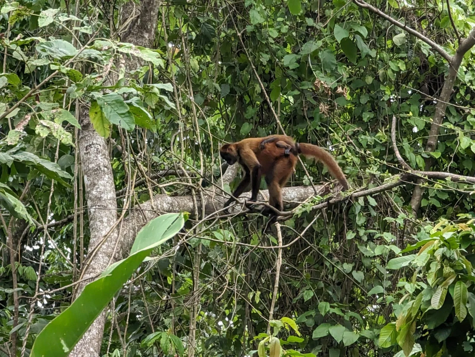 a spider monkey climbs a tree with vines hanging from it in the jungle of costa rica's Caribbean coast
