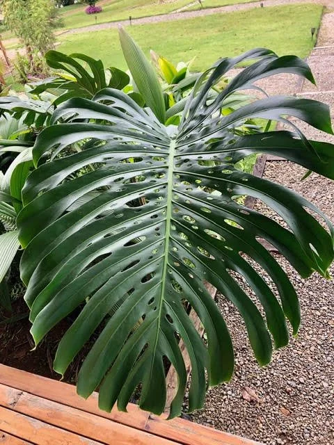 Sowa-Soma-Ayahuasca-Retreats-Costa-Rica-Swiss-cheese-plant-monstera-deliciosa-split-leaf-philodendron.jpg