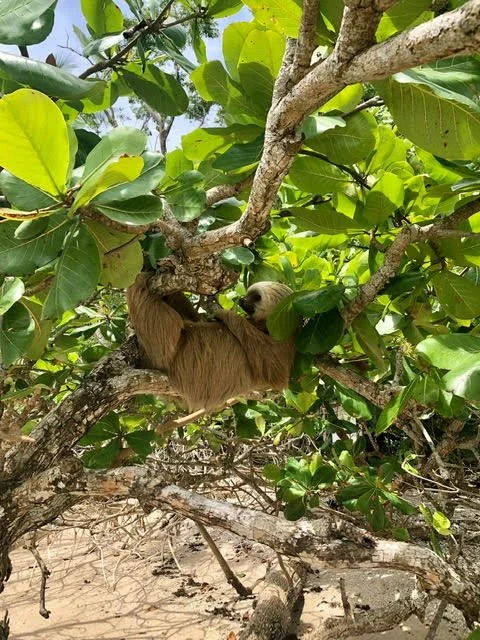 Sowa-Soma-Ayahuasca-Retreats-Costa-Rica-jungle-sloth-tree.jpg