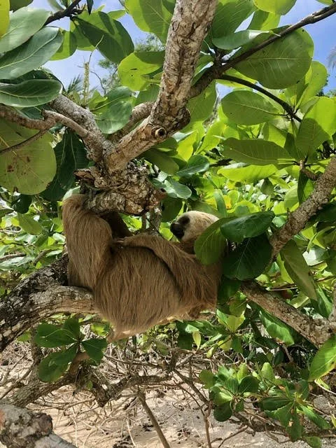 Sowa-Soma-Ayahuasca-Retreats-Costa-Rica-jungle-sloth-tree-2.jpg