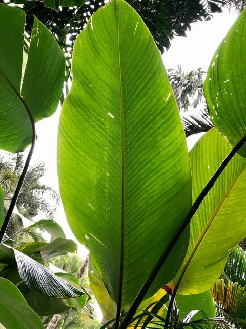 Sowa-Soma-Ayahuasca-Retreats-Costa-Rica-jungle-large-leaf.jpg