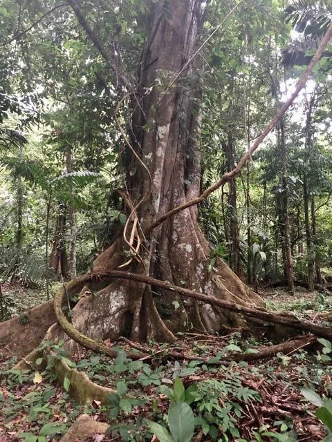 Sowa-Soma-Ayahuasca-Retreats-Costa-Rica-Noya-Roa-Ayahuasca-Vine.jpg