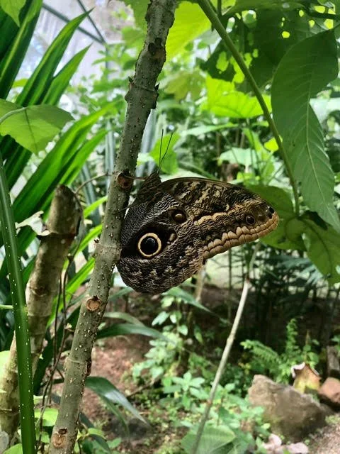 Sowa-Soma-Ayahuasca-Retreats-Costa-Rica-jungle-moth-owl-butterfly.jpg