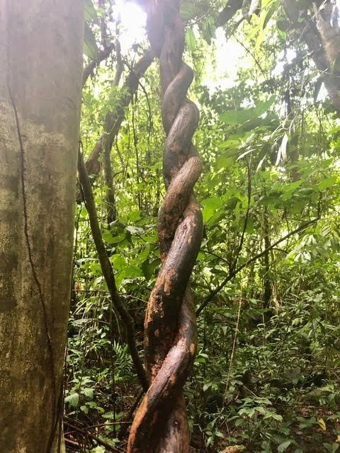 Sowa-Soma-Ayahuasca-Retreats-Costa-Rica-Ayahuasca-Vine.jpg