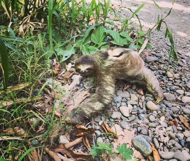 Sowa-Soma-Ayahuasca-Retreats-Costa-Rica-sloth.jpg