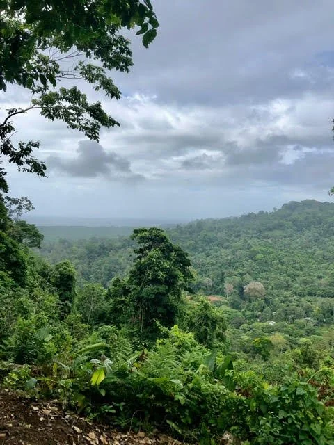 Sowa-Soma-Ayahuasca-Retreats-Costa-Rica-jungle.jpg