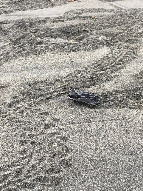 Sowa-Soma-Ayahuasca-Retreats-Costa-Rica-sand-sea-turtle-baby.jpg